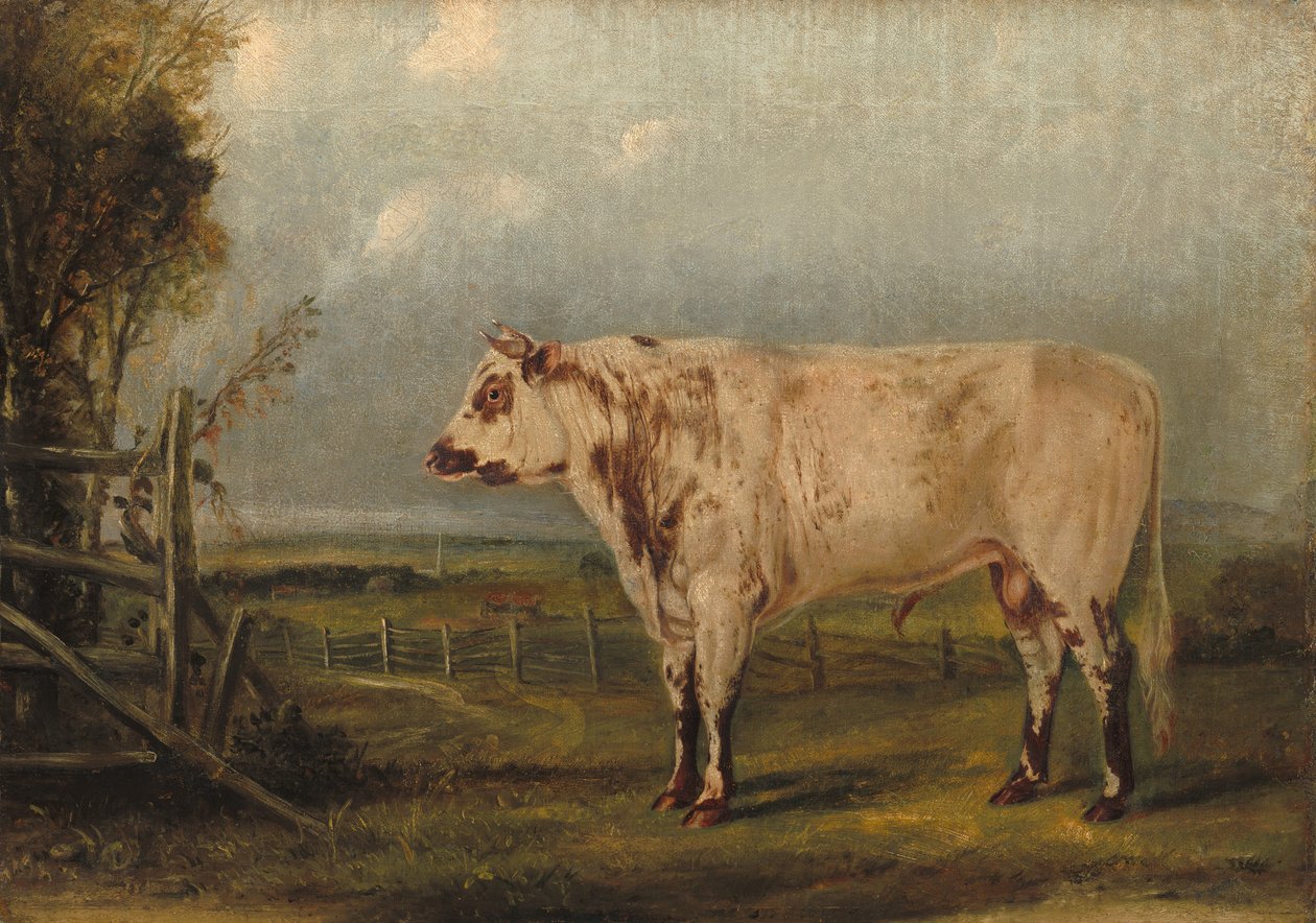 En ung tyr, ca. 1849. af John Woodhouse Audubon