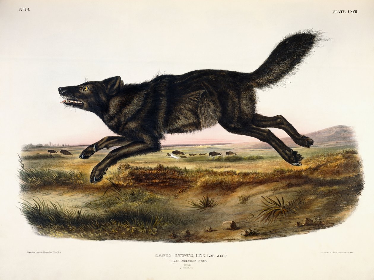 Sort amerikansk ulv, mand, 1845 af John Woodhouse Audubon