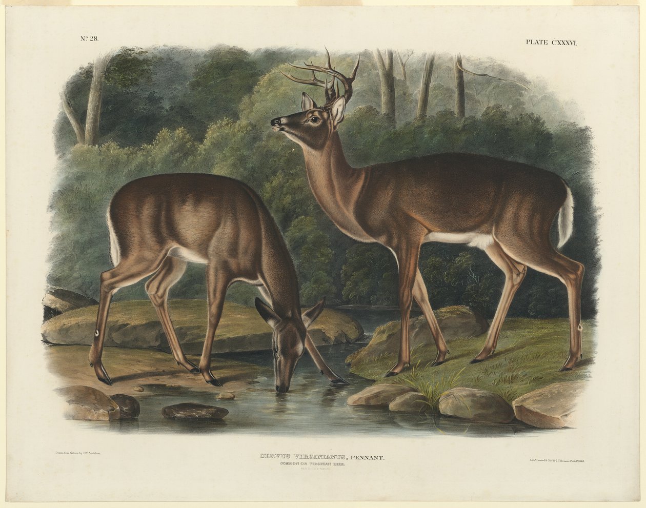 Virginia hjorte af John Woodhouse Audubon