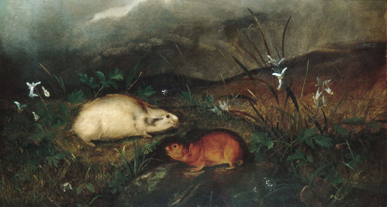 Hudsons Bay Lemming, 1846. af John Woodhouse Audubon