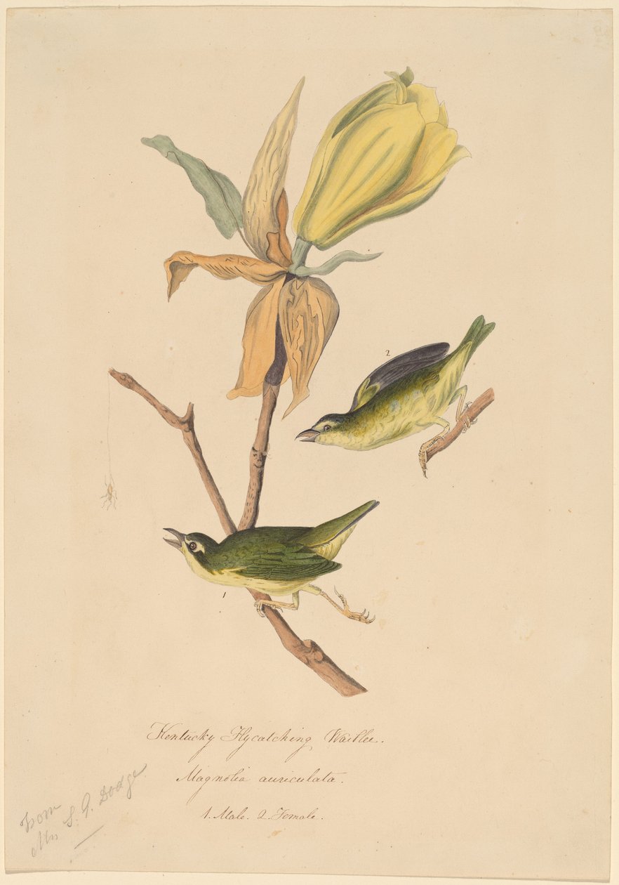 Kentucky fluefangende sangsanger af John Woodhouse Audubon