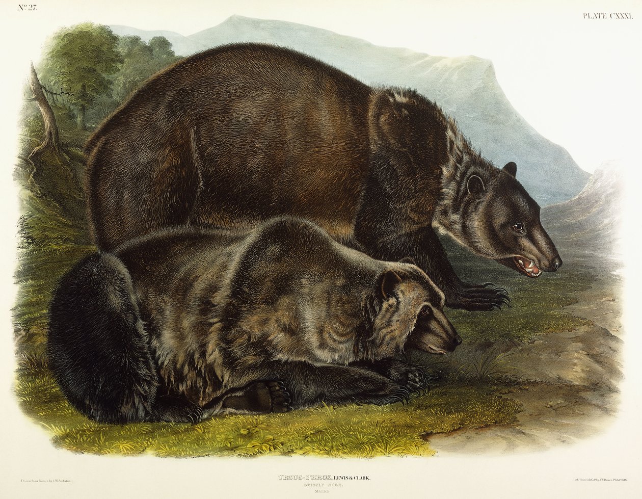 Grizzlybjørn han, 1848 af John Woodhouse Audubon