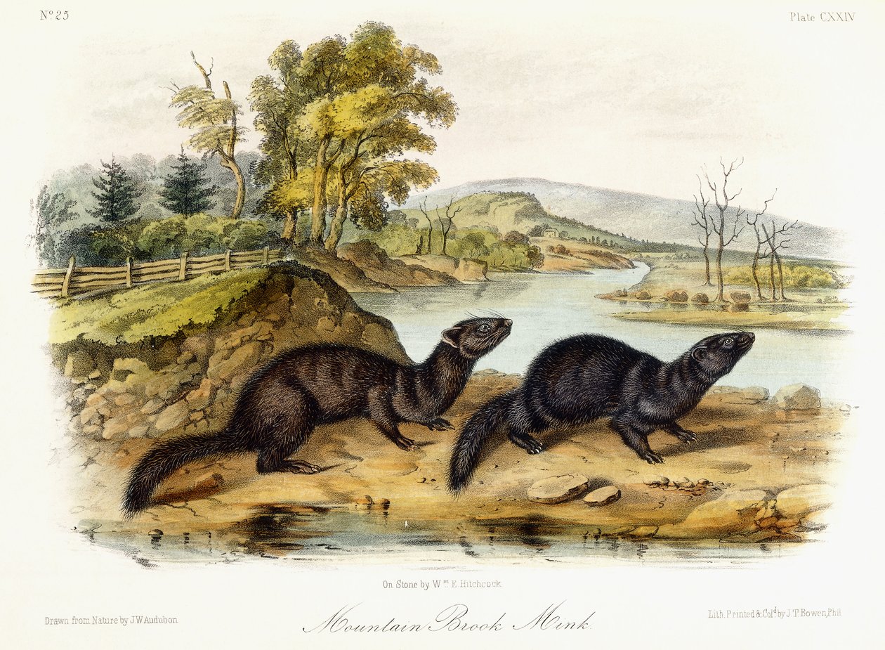 Mountain Brook Mink, ca. 1849-1854 af John Woodhouse Audubon