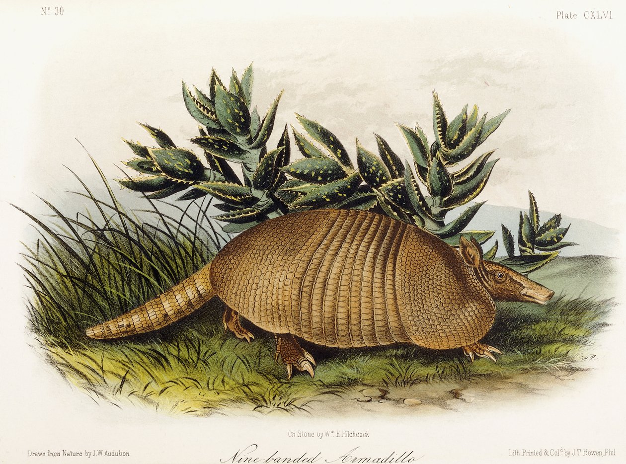Ni-båndet bæltedyr, 1849-1854 af John Woodhouse Audubon