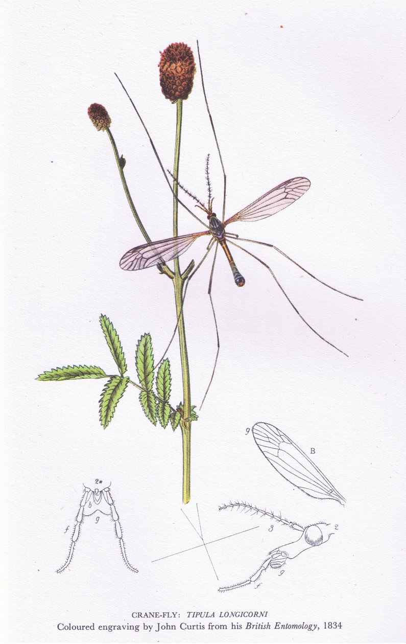 Crane Fly, Nature in Britain udgivet af Collins, 1946 af John after Curtis