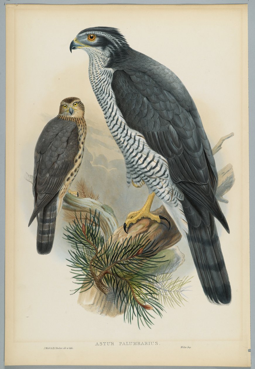 Astur Palumbarius - Gåhøg, tegnet af J. Wolf, graveret af H. C. Richter af John after Gould