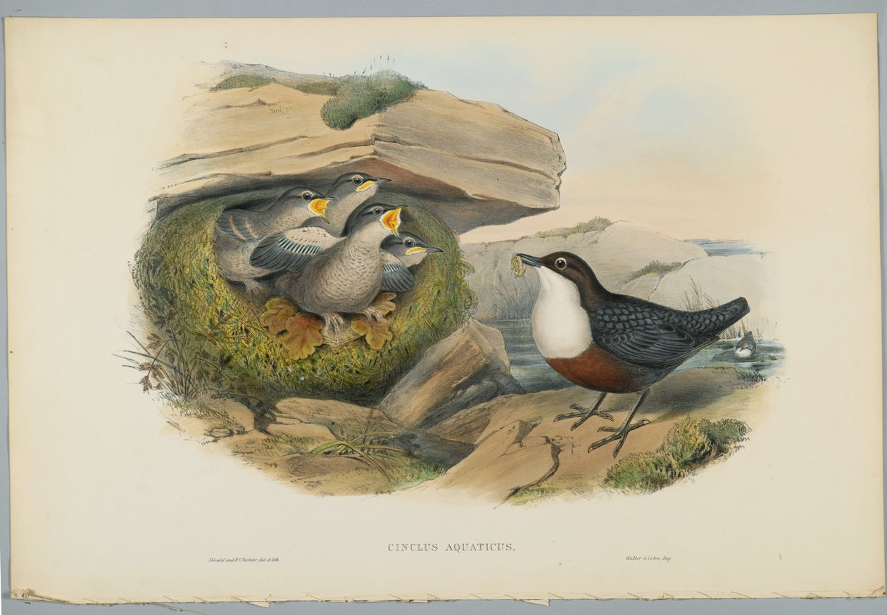 Cinclus Aquaticus - Water Ousel eller Dipper, graveret af H. C. Richter af John after Gould