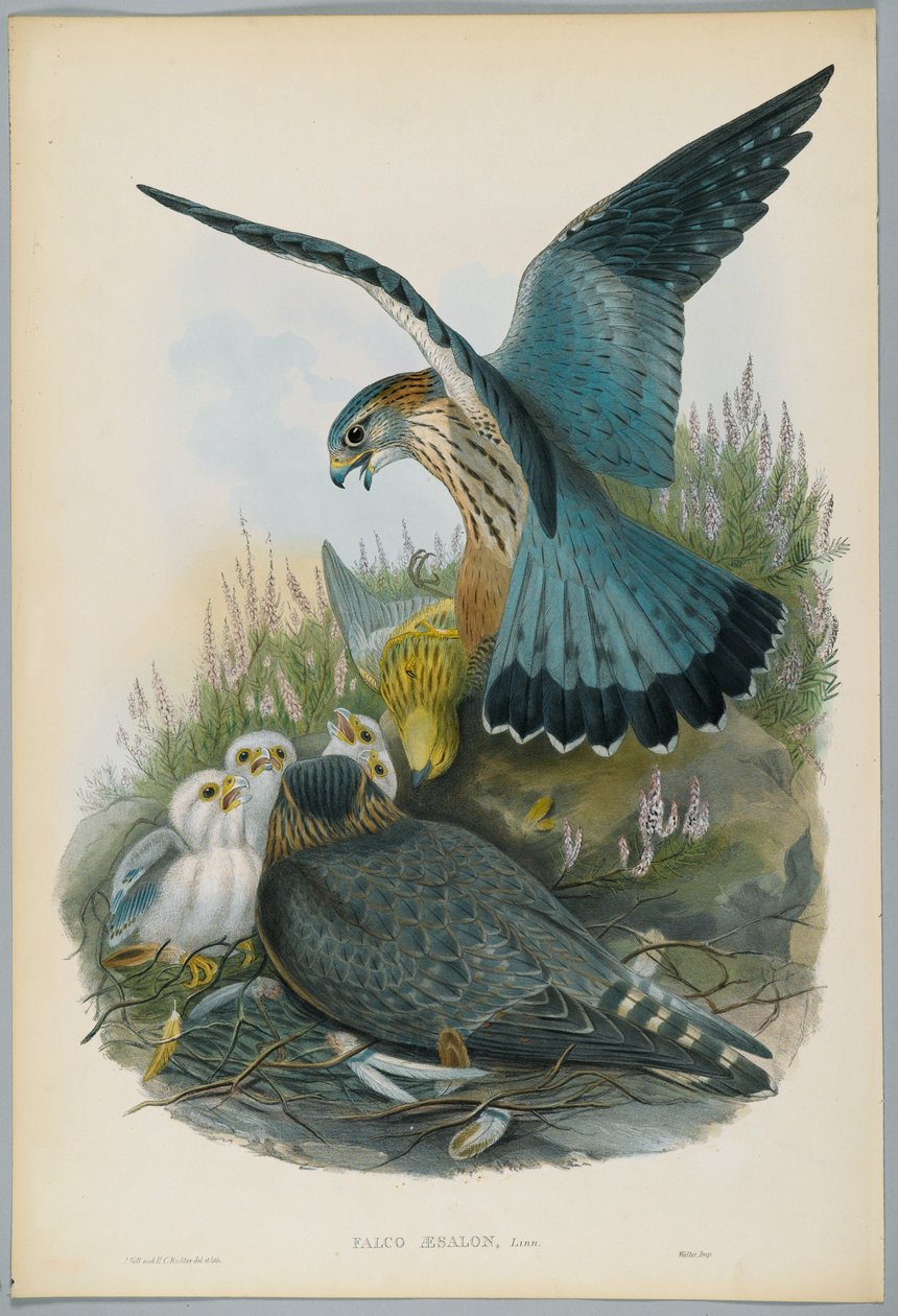 Falco Aesalon - Merlin, tegnet af J. Wolf, graveret af H. C. Richter af John after Gould