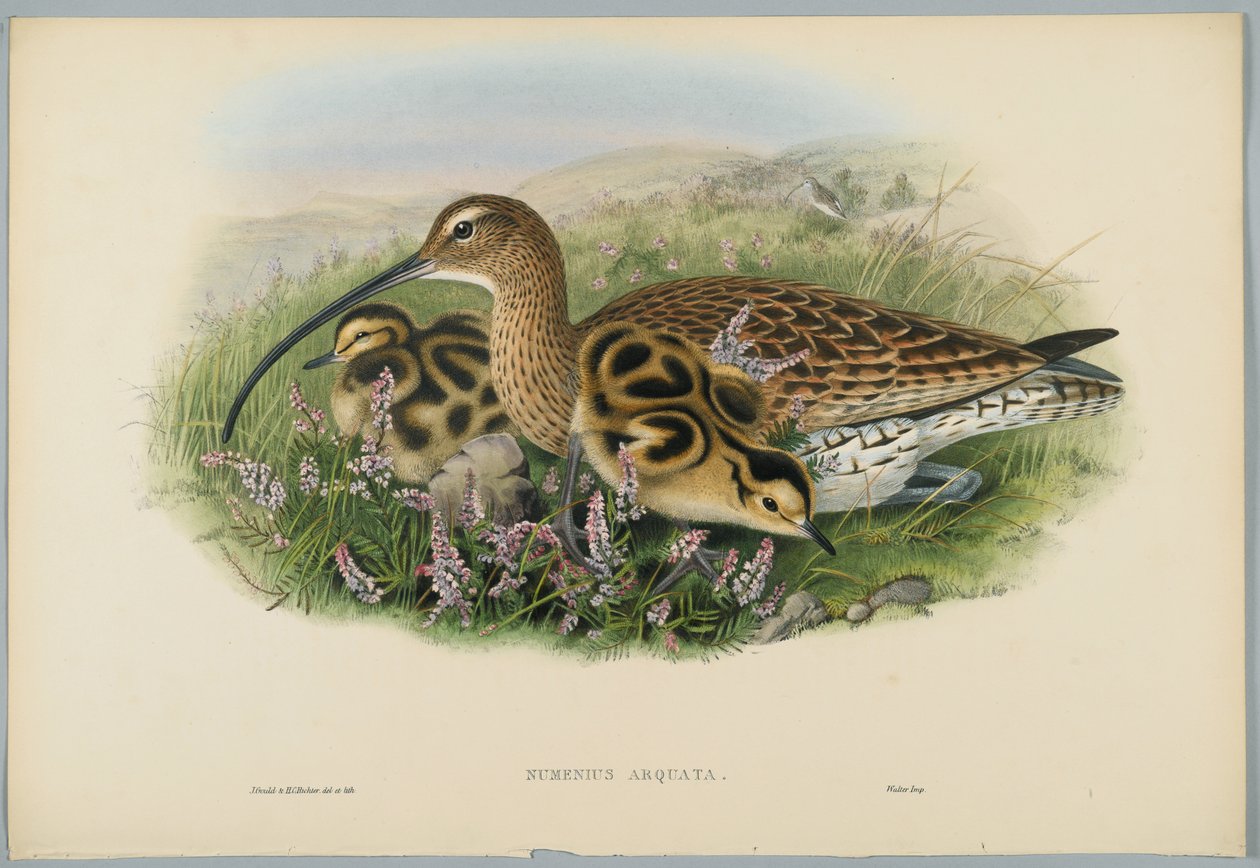 Numenius Arquata - Curlew, graveret af H. C. Richter af John after Gould