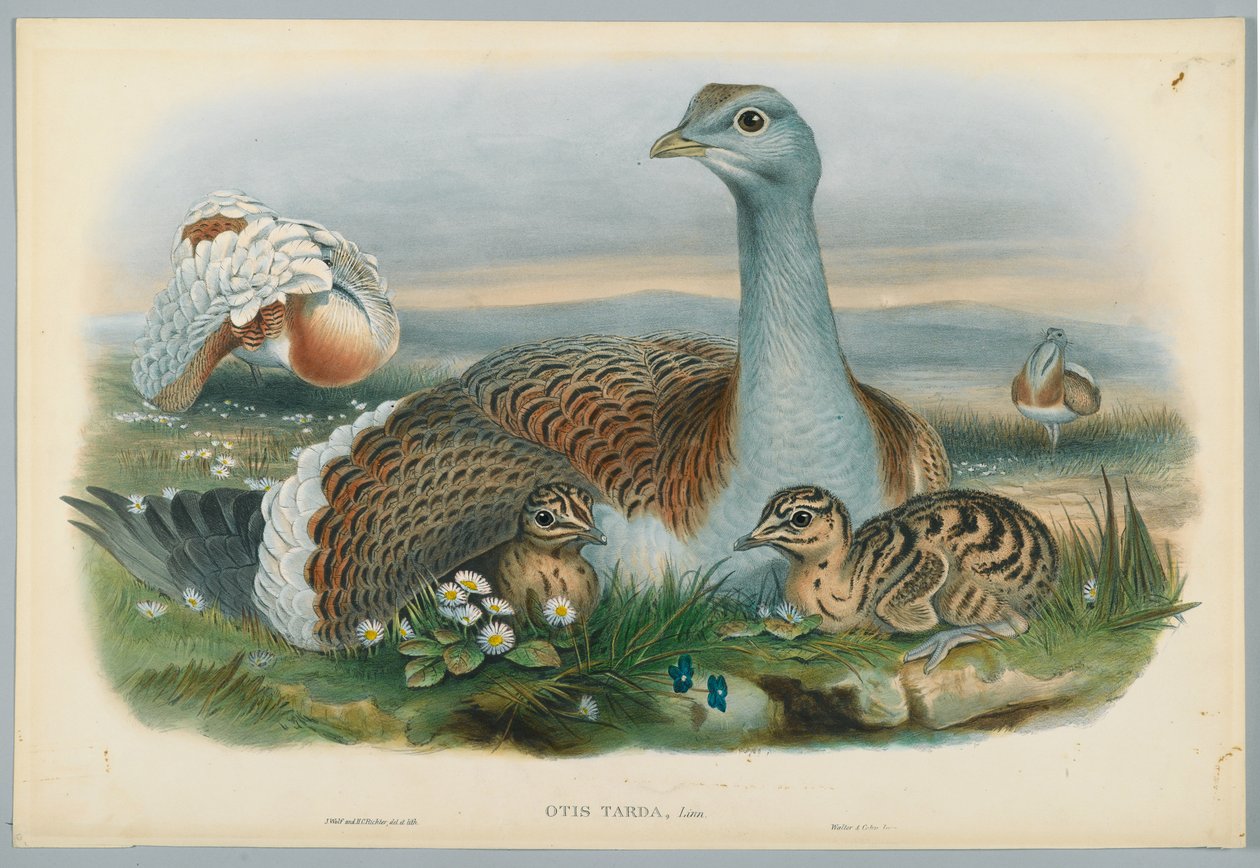 Otis Torda - Stor Trap, tegnet af J. Wolf, graveret af H. C. Richter af John after Gould