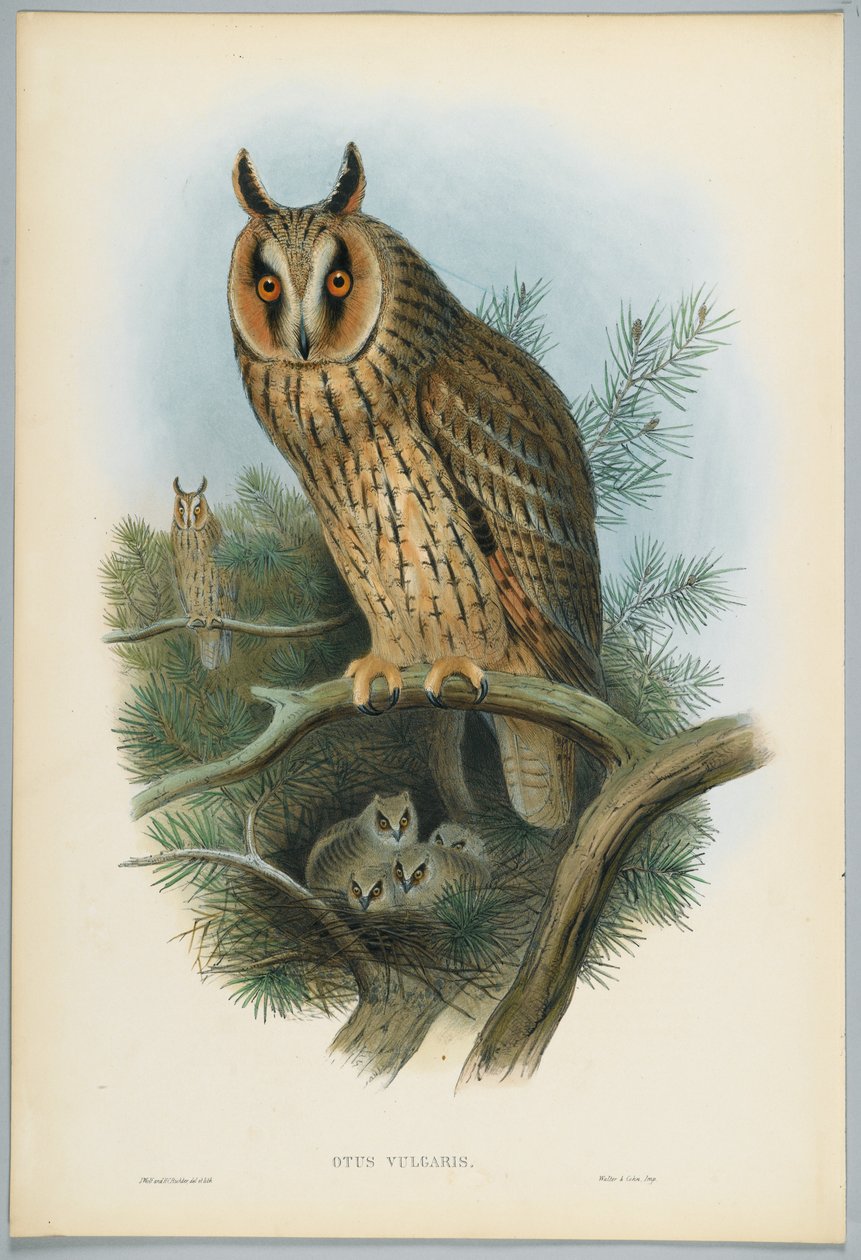 Otus Vulgaris - Langøret ugle, tegnet af J. Wolf, graveret af H. C. Richter af John after Gould