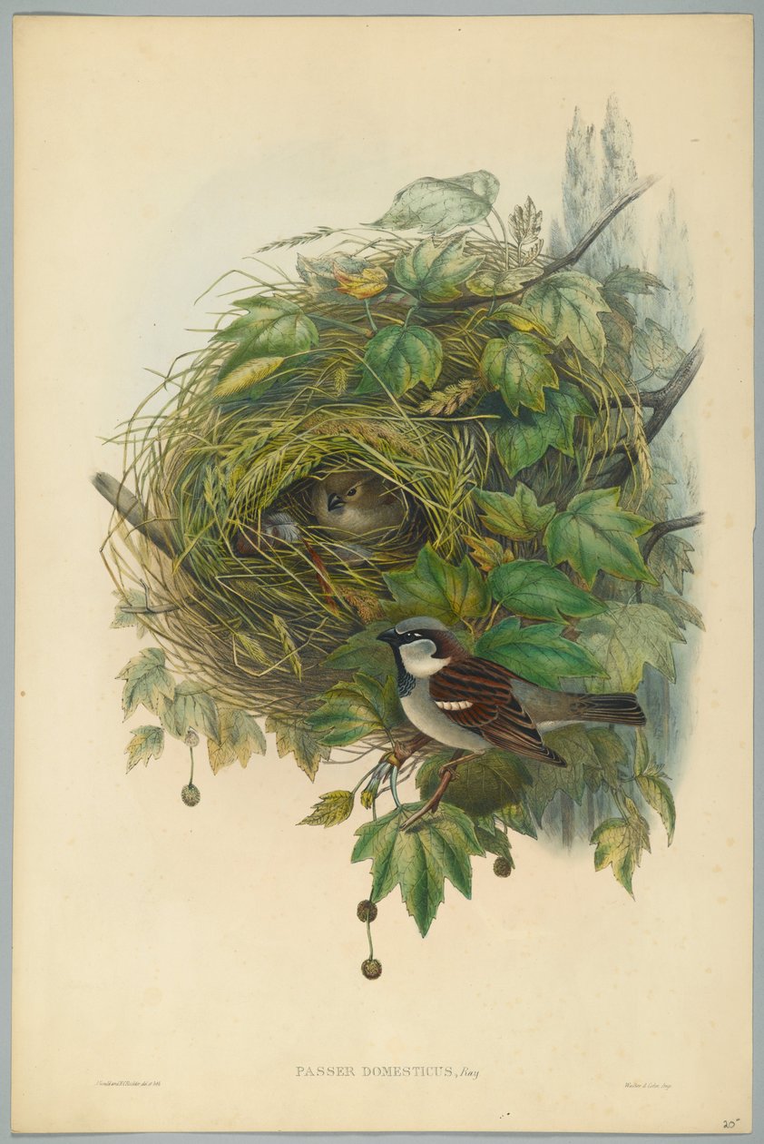 Passer Domesticus - almindelig gråspurv, graveret af H. C. Richter af John after Gould