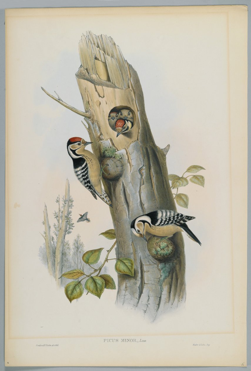 Picus Minor - Lille Spætte, graveret af H. C. Richter af John after Gould