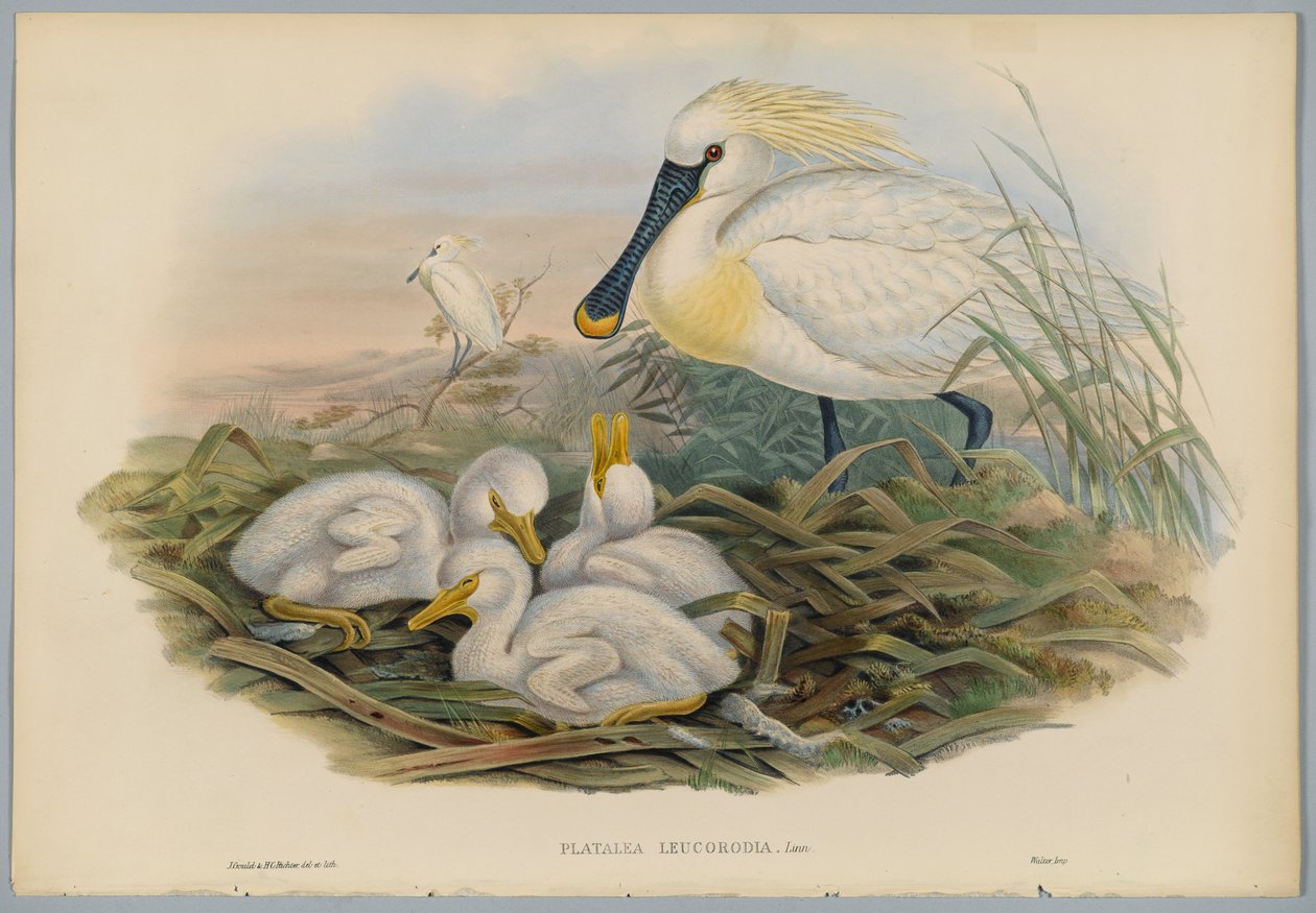Platalea Leucorodia - Skestork og unge, graveret af H. C. Richter af John after Gould