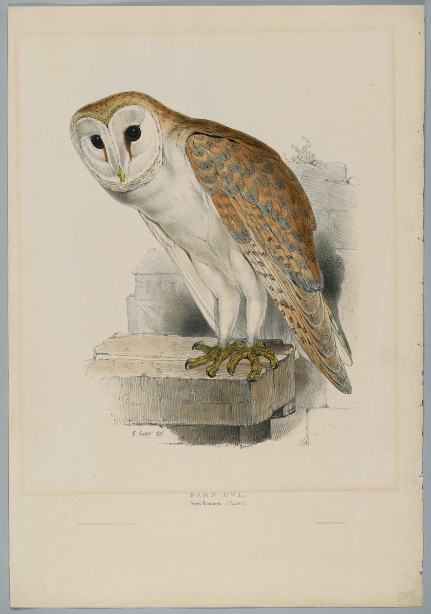 Strix Flammea - Kirkeugle af John after Gould