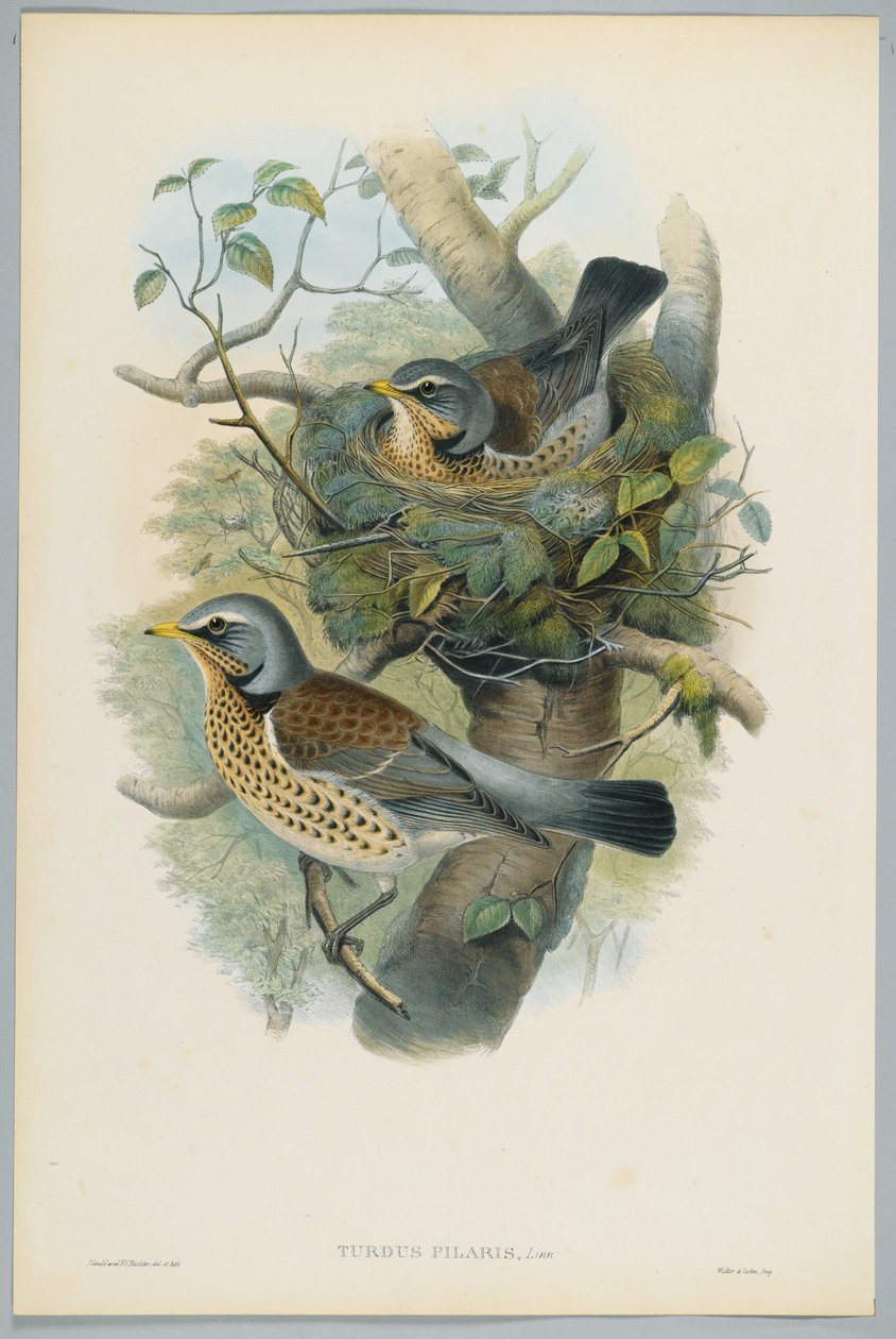 Turdus Pilarus - Enebærdrossel, graveret af H. C. Richter af John after Gould