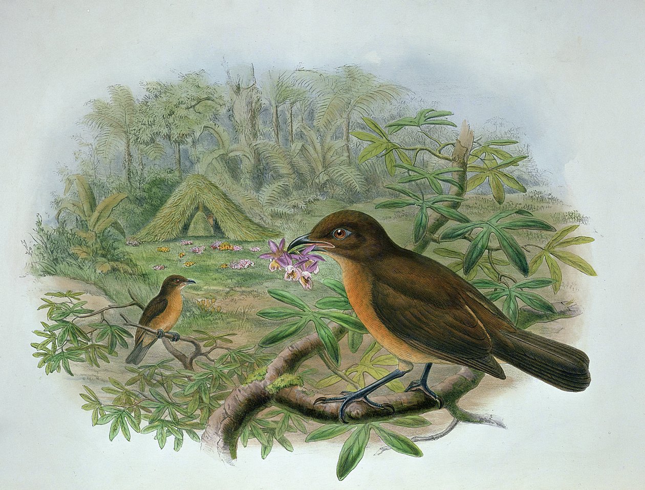 Amblyornis Inornatus, Fuglehovedet Havefugl af John and Hart, William Gould