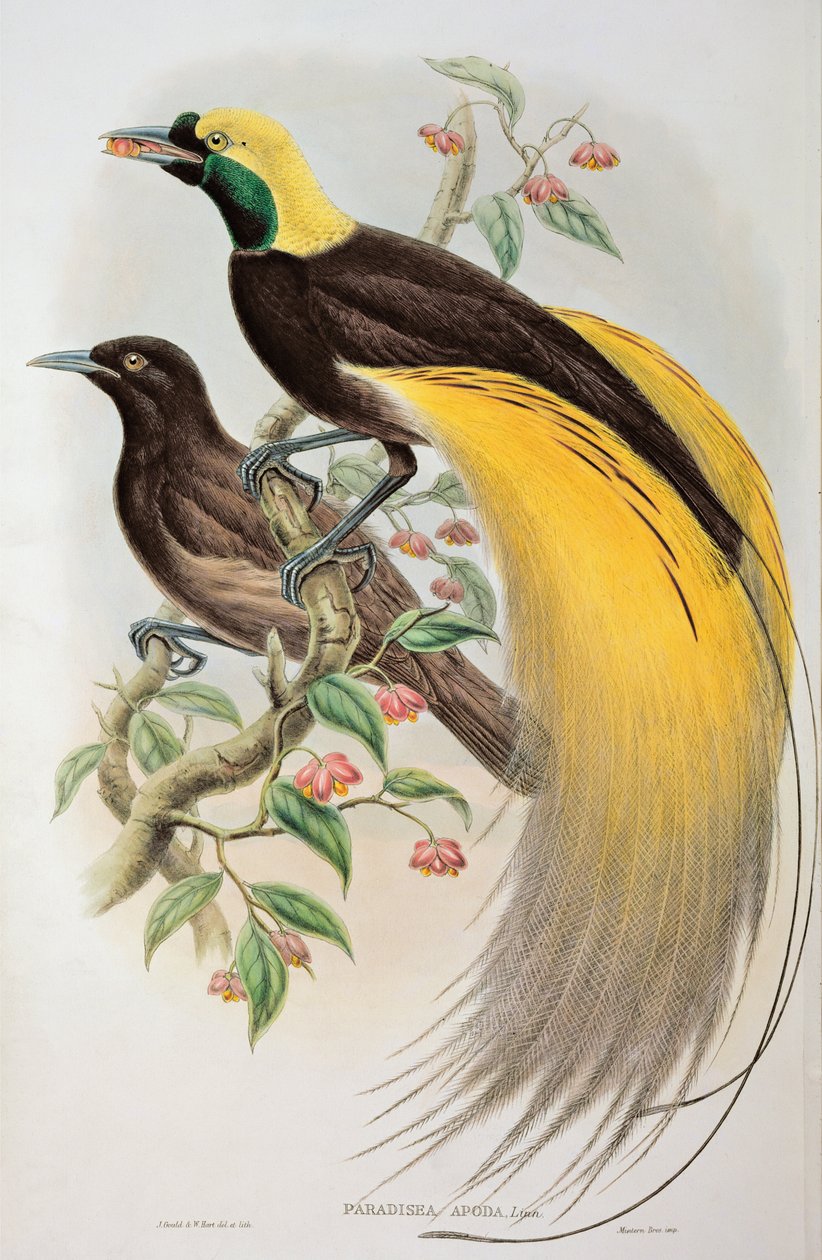 Paradisfugl: Større, Paradisaea Apoda af John and Hart, William Gould