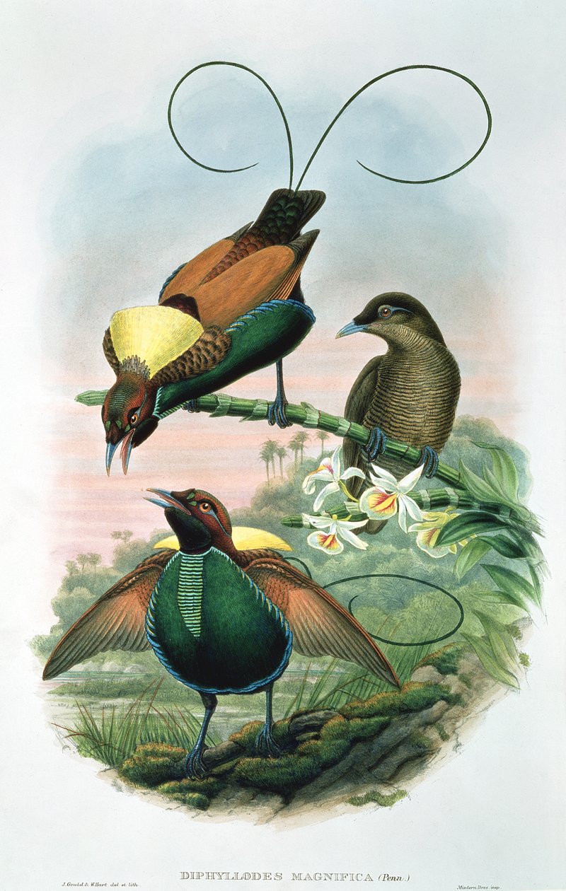 Diphyllodes Magnificus af John and Hart, William Gould