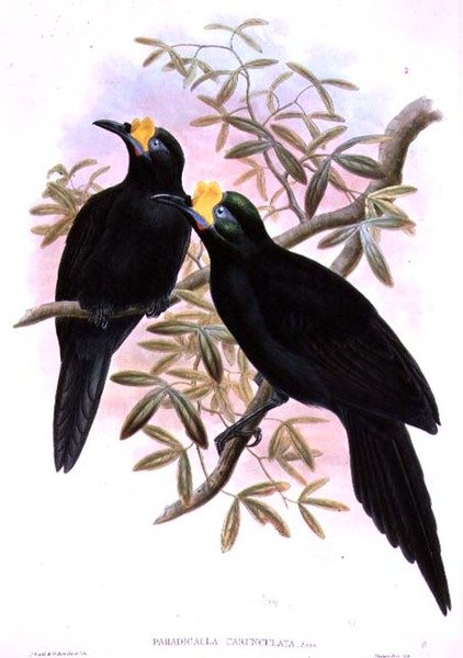 Paradigalla carunculata af John and Hart, William Gould