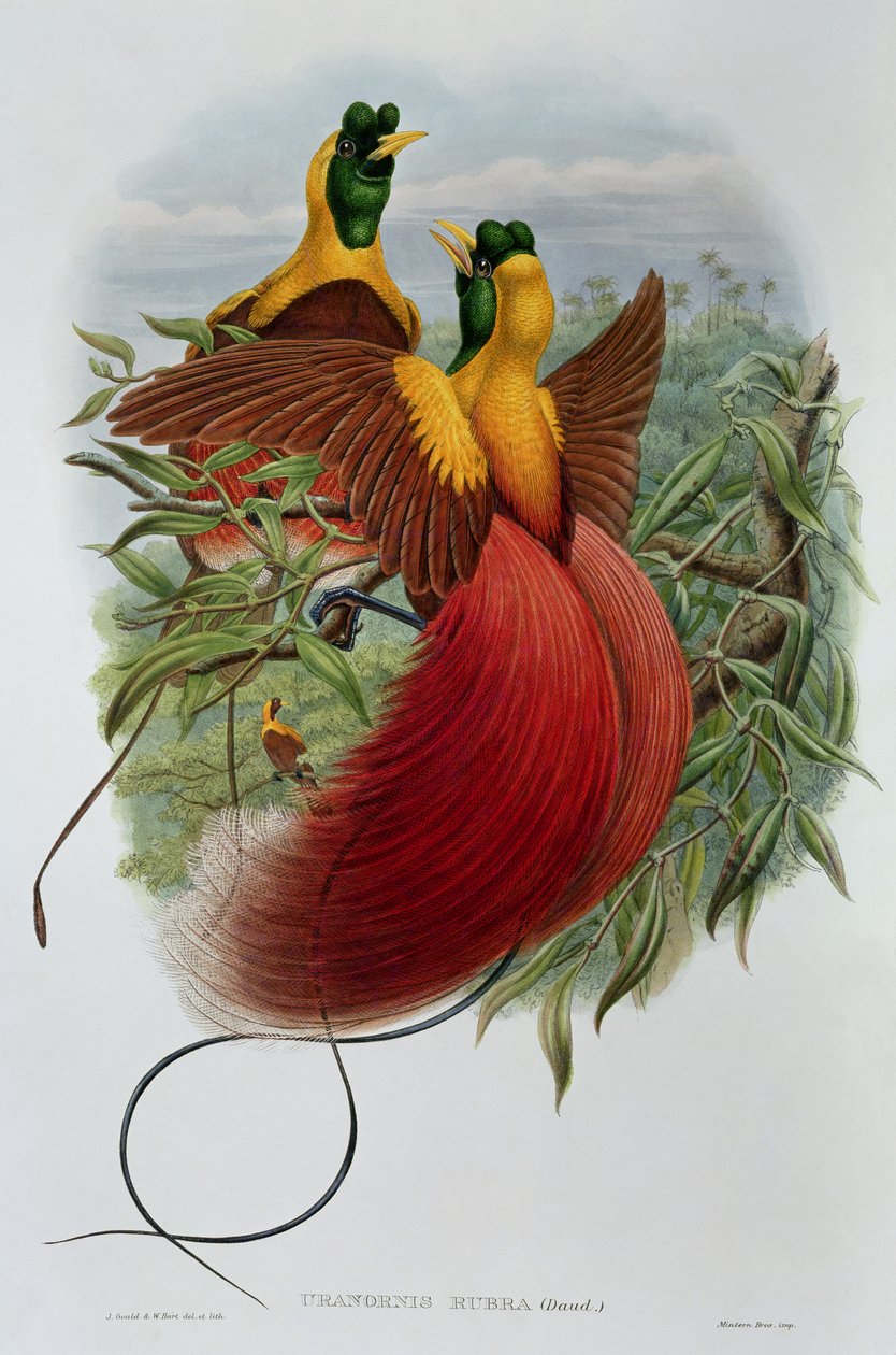 Uranornis Rubra af John and Hart, William Gould