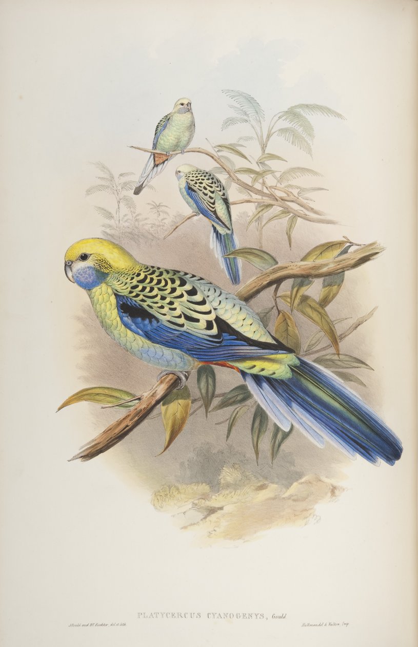 Platycerus cyanogenus, fra The Birds of Australia af John Gould, 1840 af John and Richter Gould