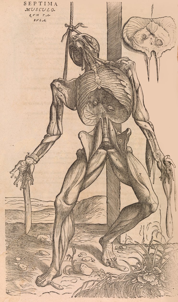 De humani corporis fabrica af den menneskelige krops struktur, 1555. af John of Calcar