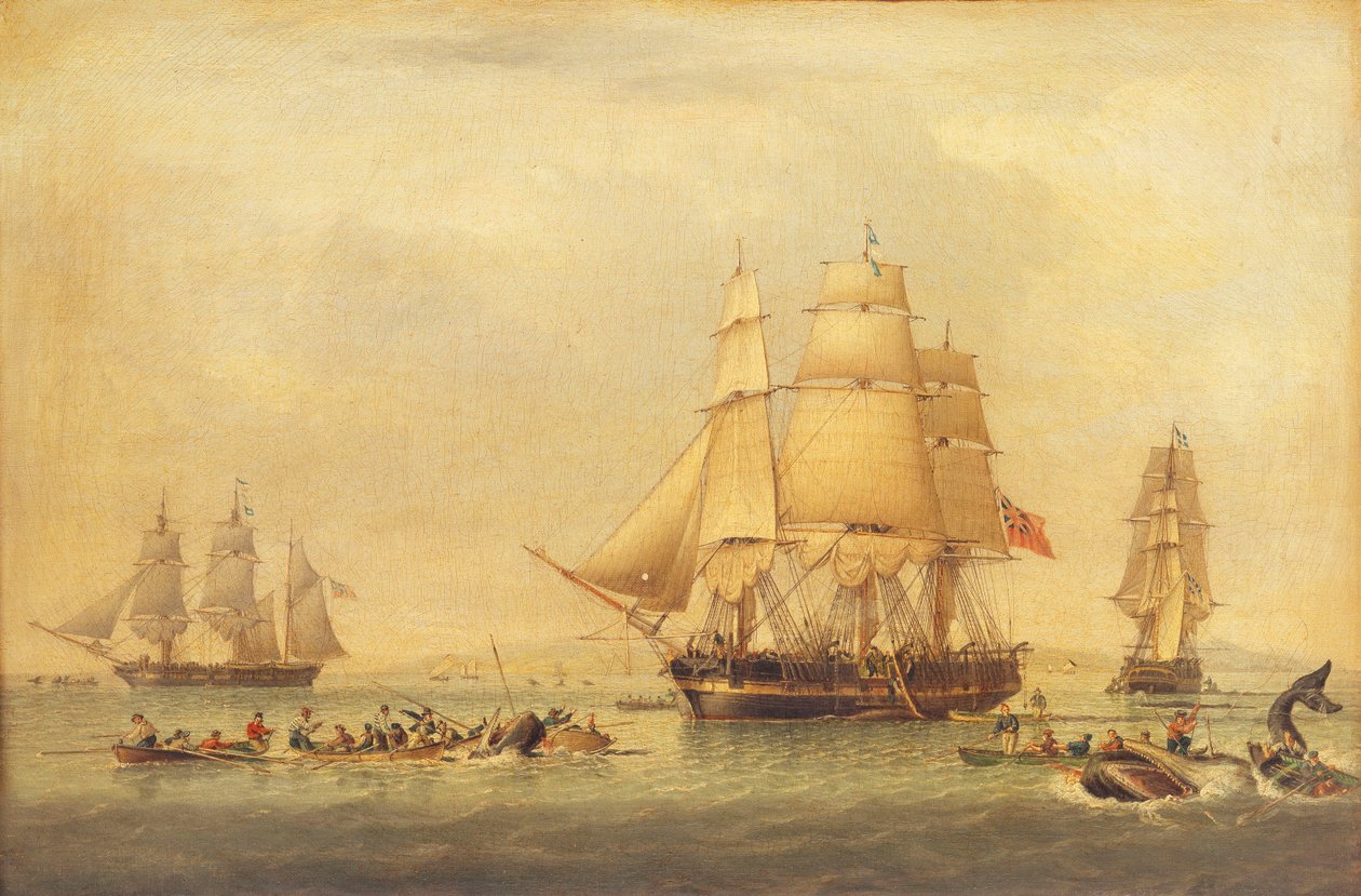 hvalfangere i sydhavet fiskeri, af John of Hull Ward