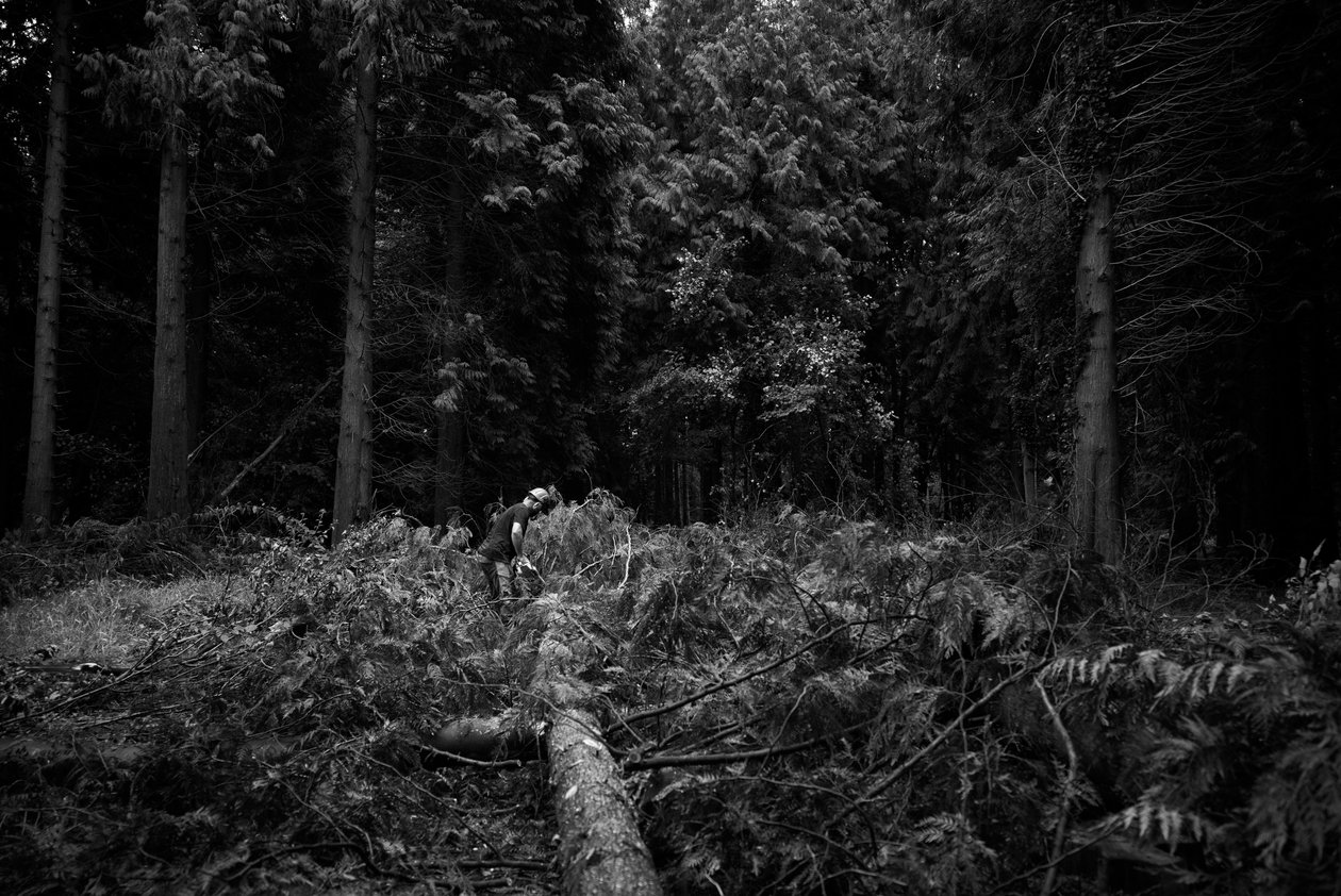 Goodwood Estate i West Sussex, Storbritannien, 2019 (foto) af Jon Nicholson