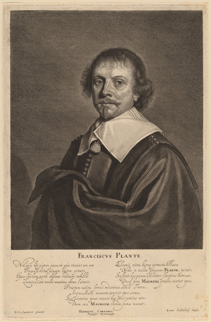 Francis Plante af Jonas Suyderhoff after Pieter Dircksz Santvoort