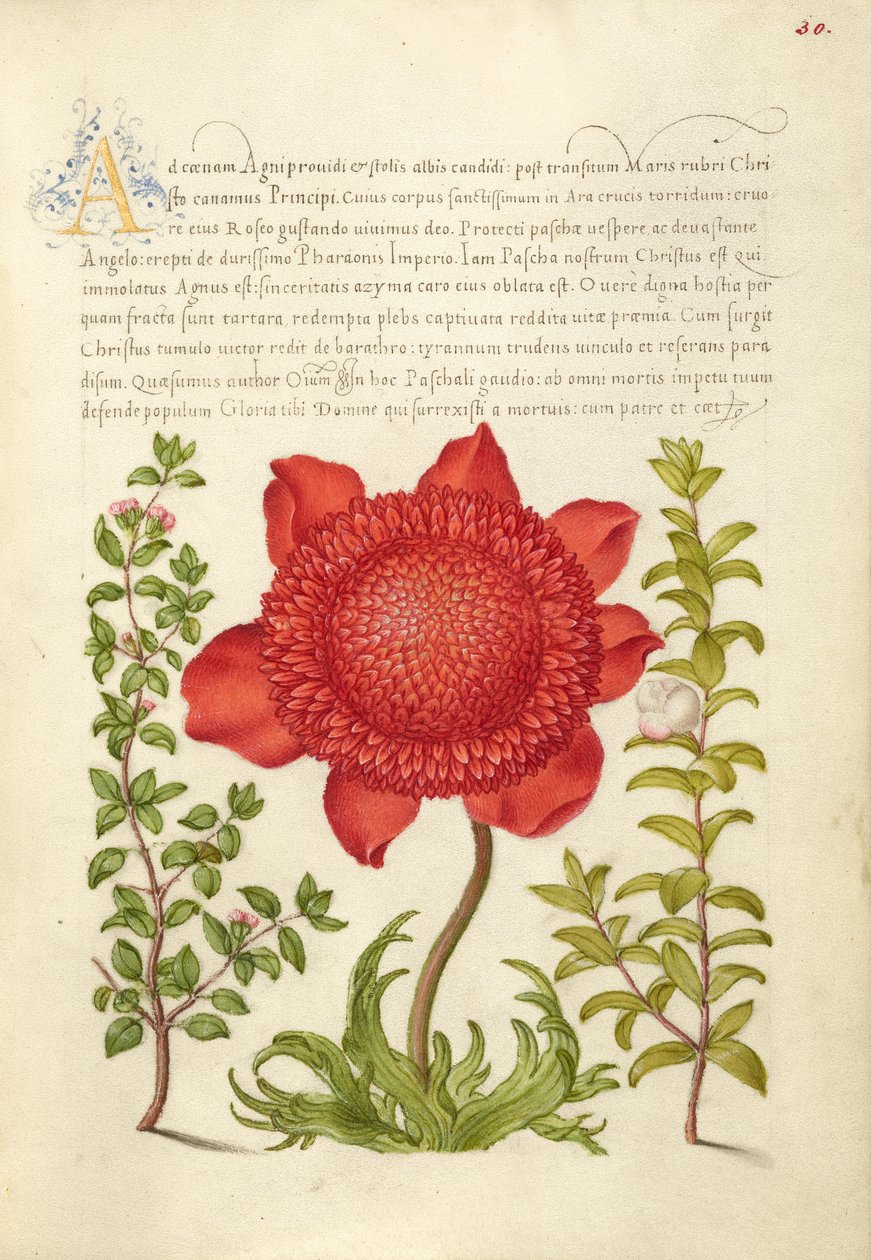 Basilikum timian, valmueanemone og myrte af Joris Hoefnagel