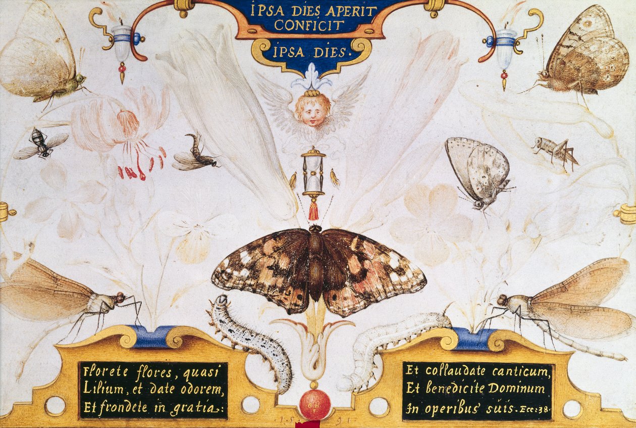 Diptykon med blomster og insekter, 1591 (marouflage & pergament på panel) af Joris Hoefnagel