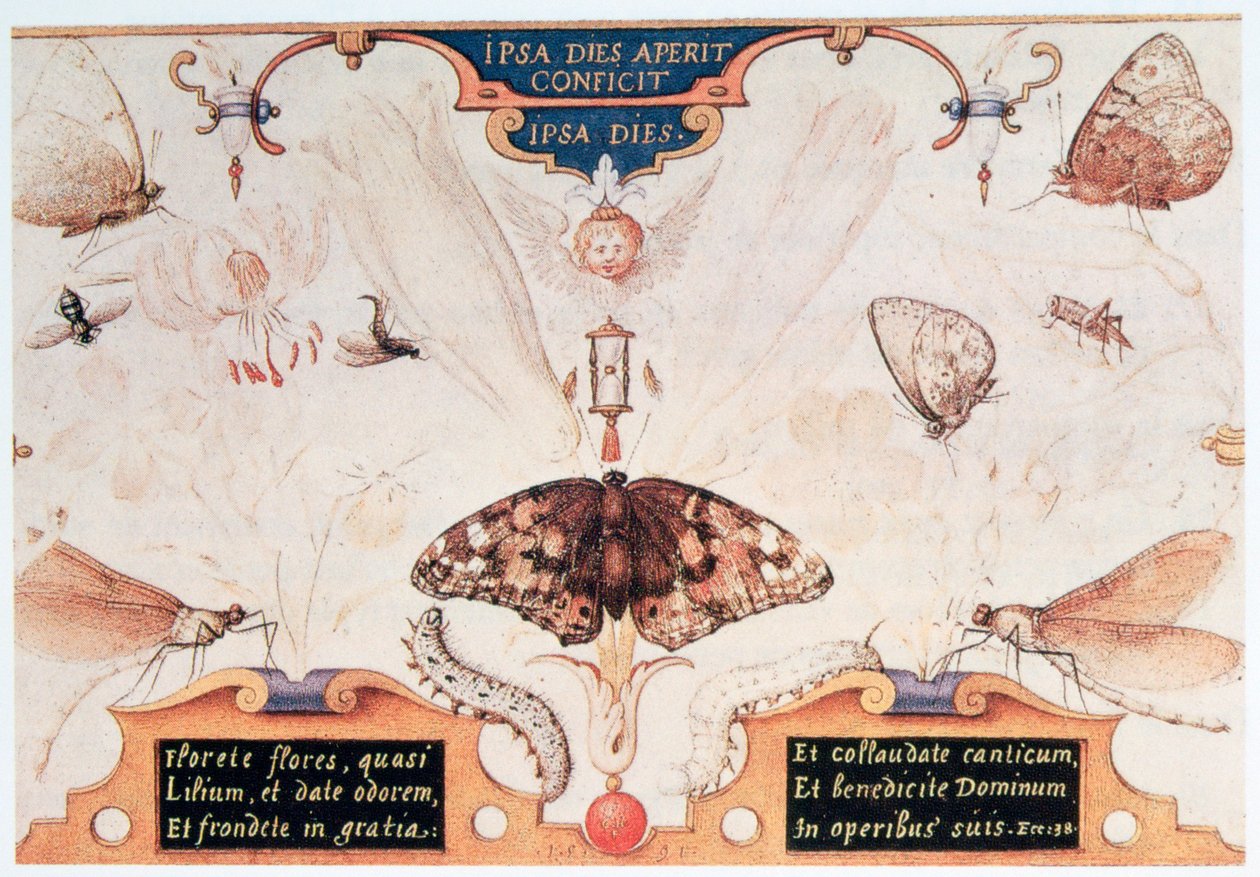 Diptykon med blomster og insekter, 1591. af Joris Hoefnagel