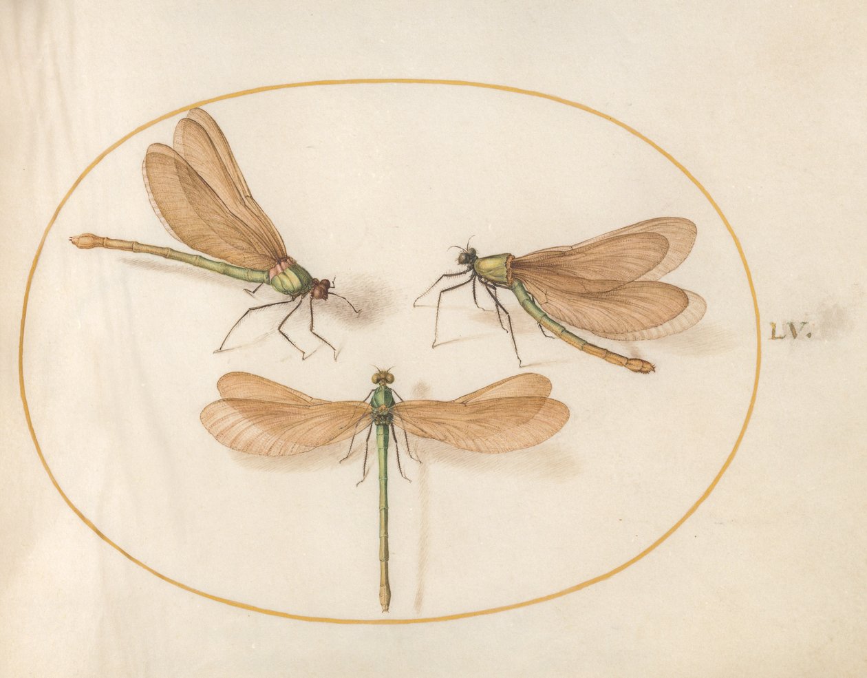 Dragonfly, ca. 1575-80 af Joris Hoefnagel