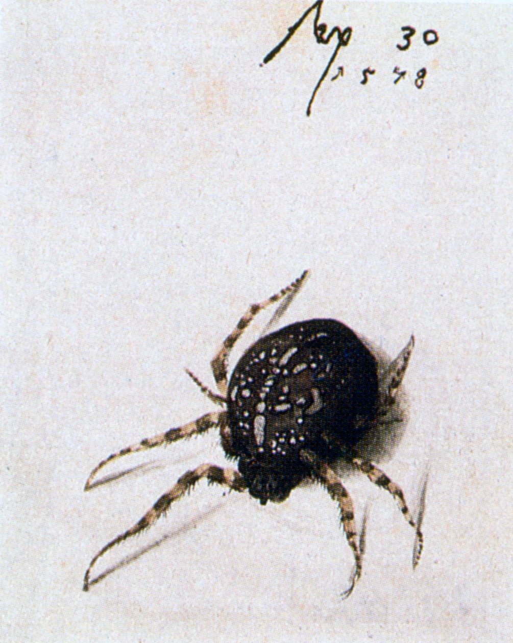Kvindelig edderkop, 1578 af Joris Hoefnagel