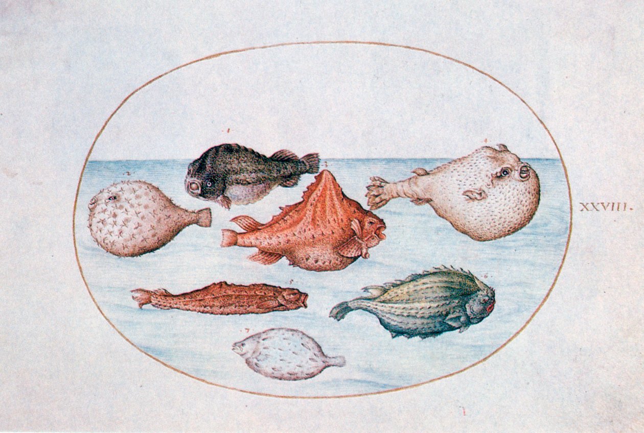 Fisk, 1500-tallet af Joris Hoefnagel