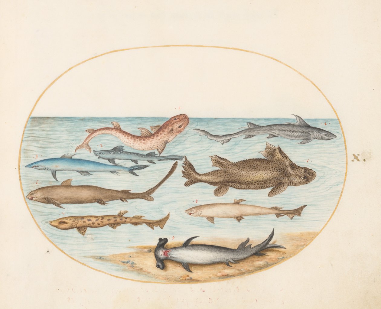 Fisk, ca. 1575-80 af Joris Hoefnagel