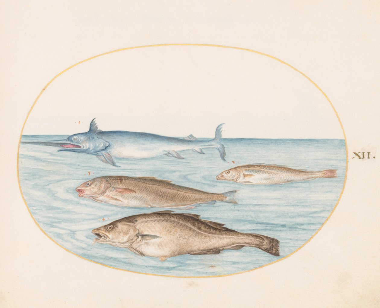 Fisk, ca. 1575-80 af Joris Hoefnagel