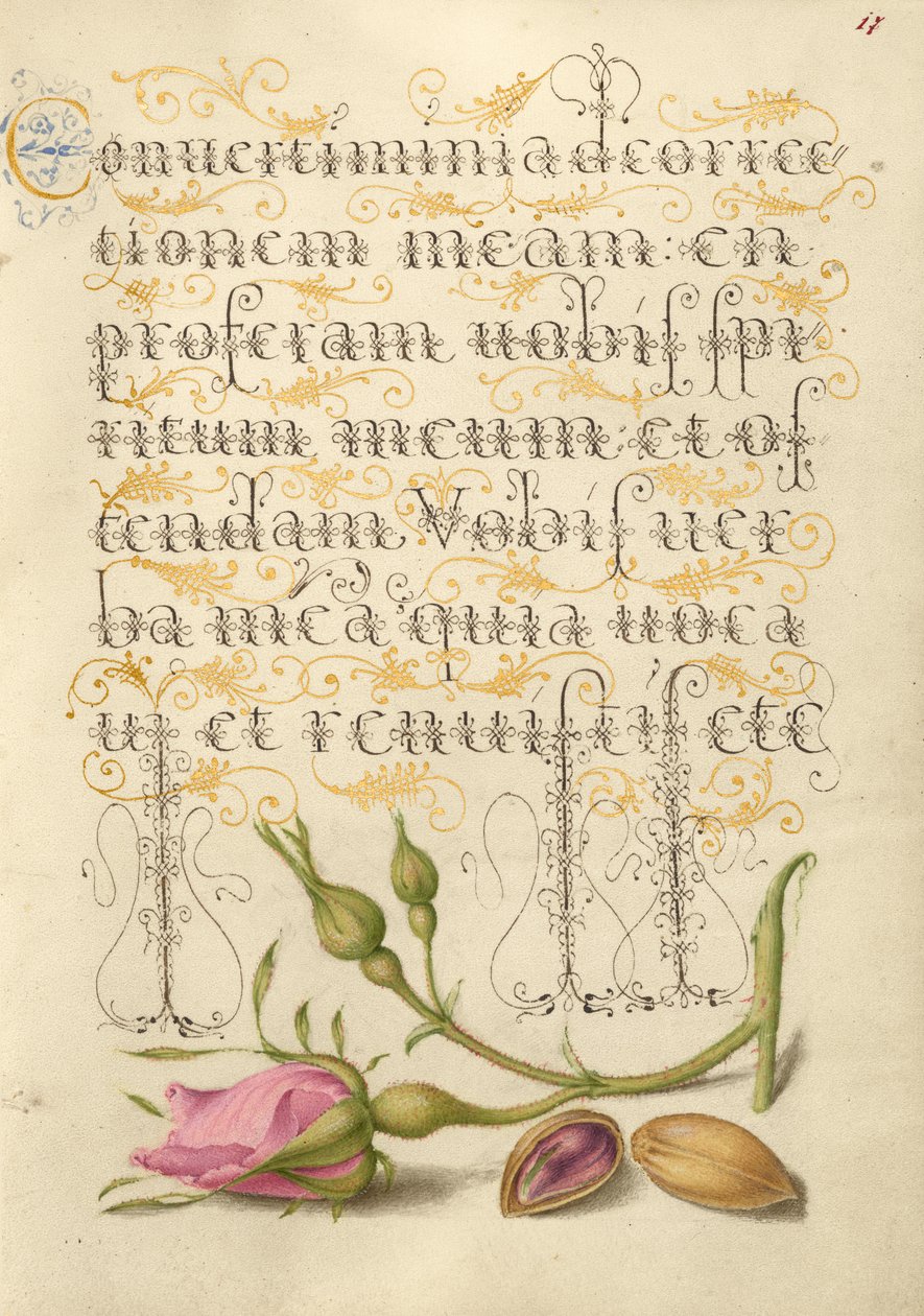 Fransk rose og pistacie af Joris Hoefnagel