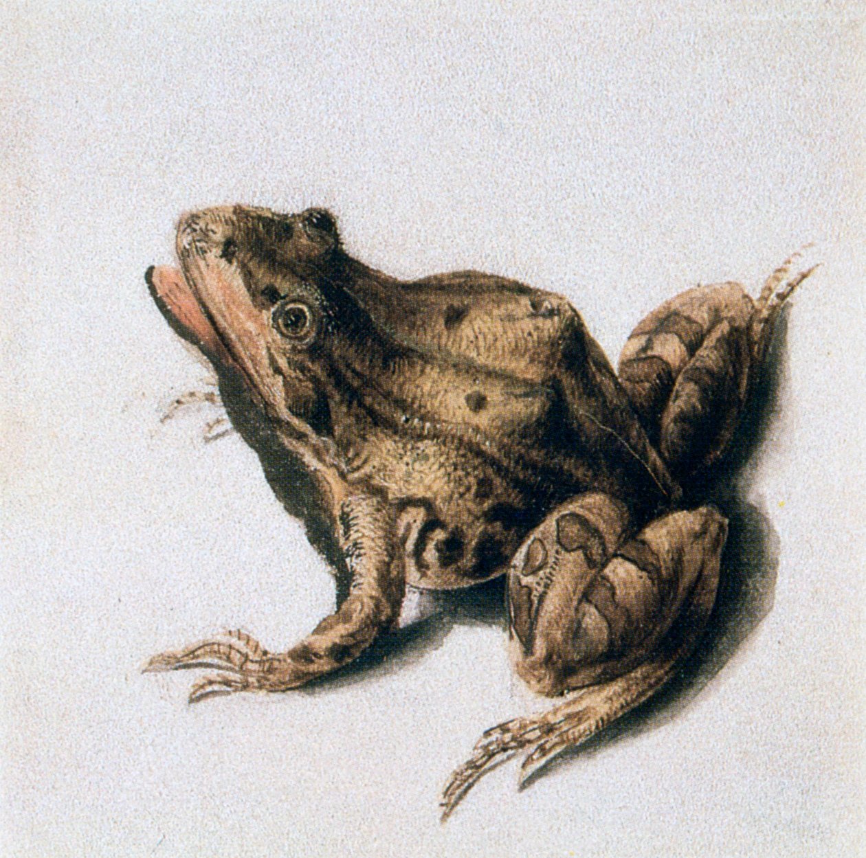 Grøn frø, 1500-tallet af Joris Hoefnagel
