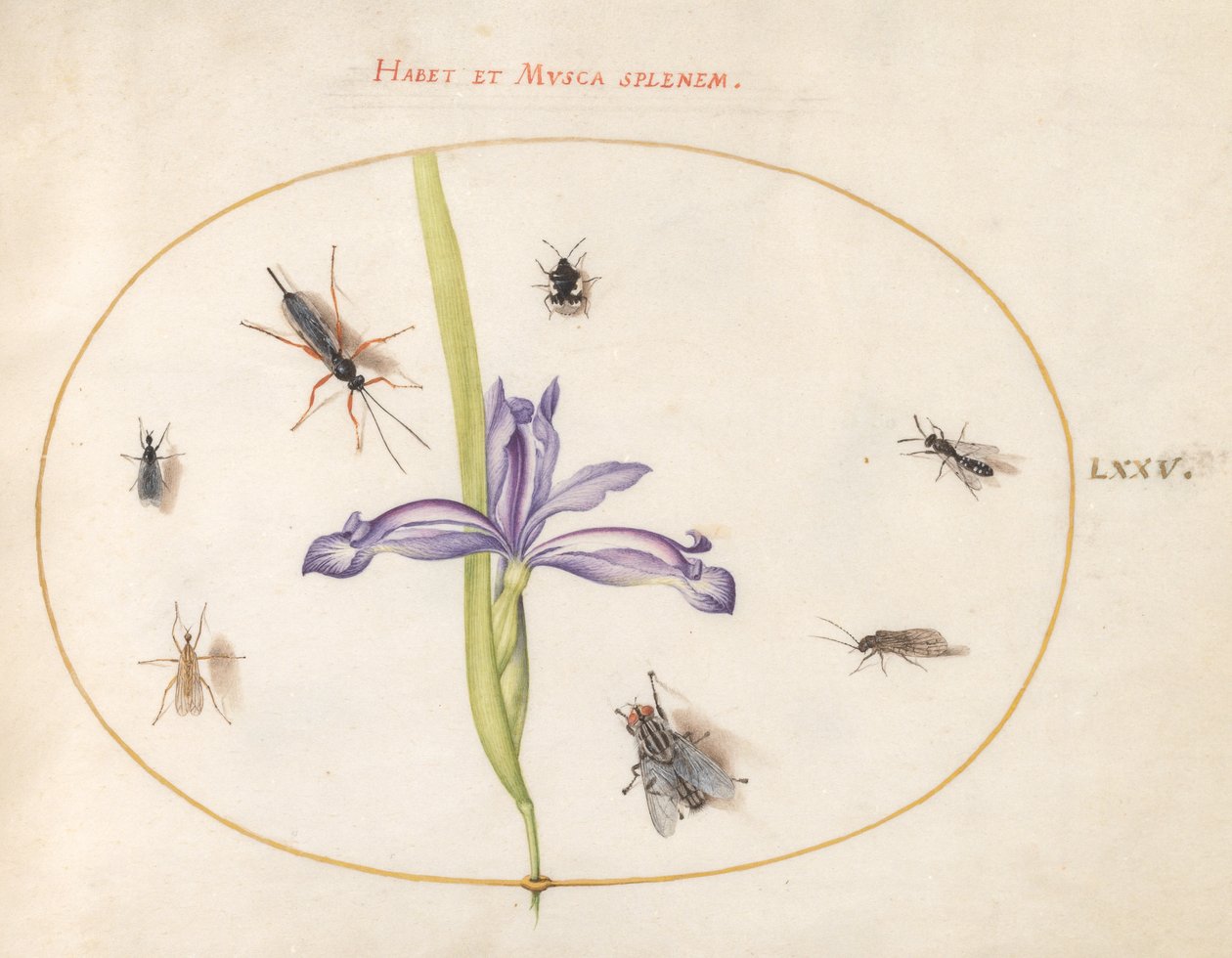 Insekter, ca. 1575-80 af Joris Hoefnagel