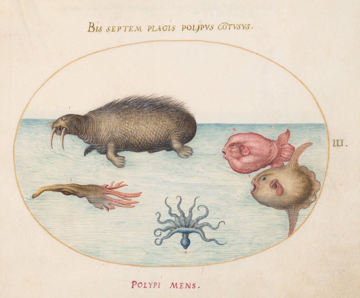 Marine creatures, c.1575-80dani af Joris Hoefnagel