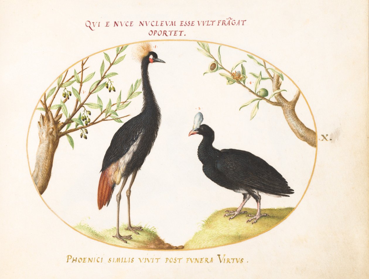 Plade 10: Grey Crowned Crane og Helmeted Curassow af Joris Hoefnagel