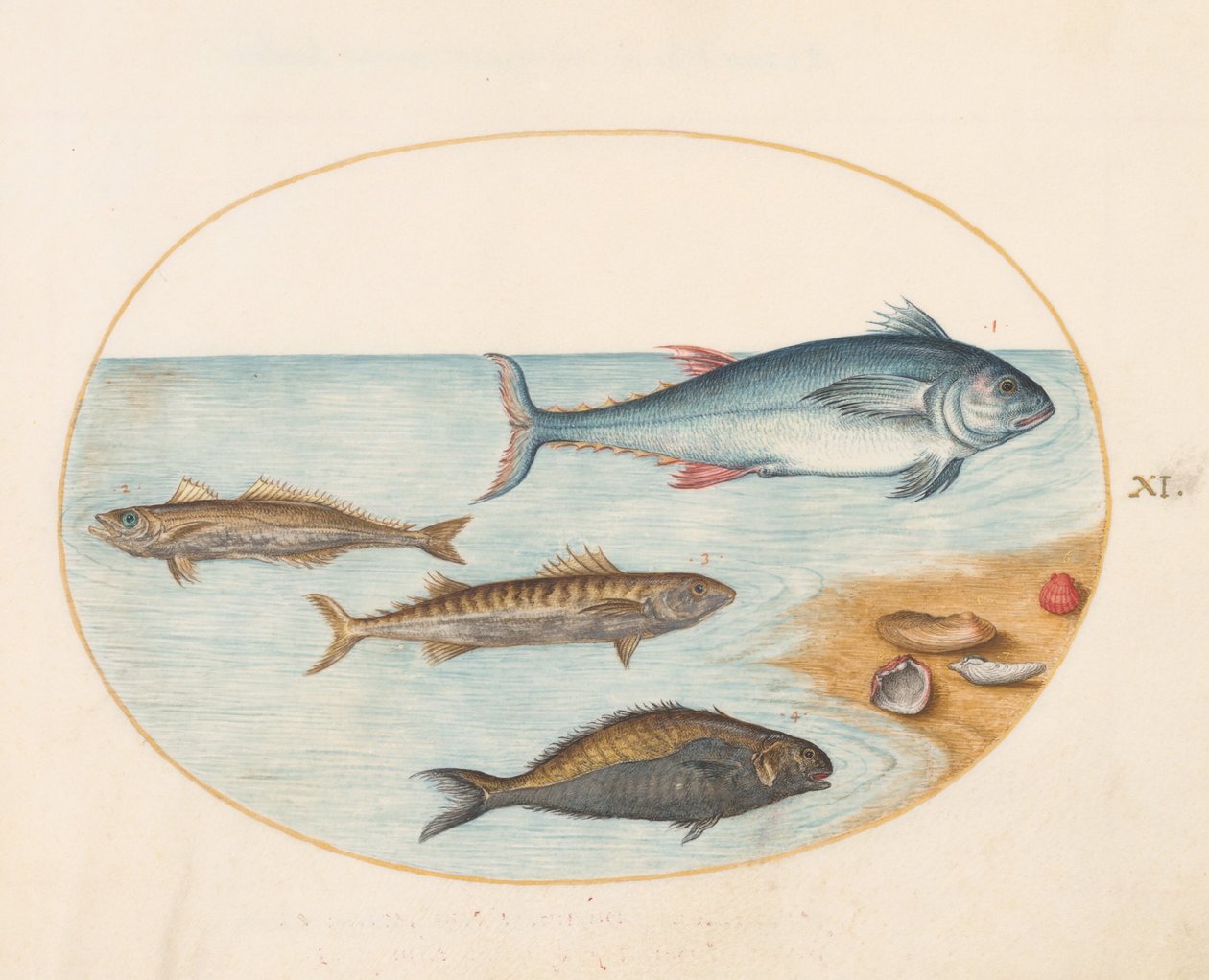 Tavle 11: Fire fisk og skaller af Joris Hoefnagel