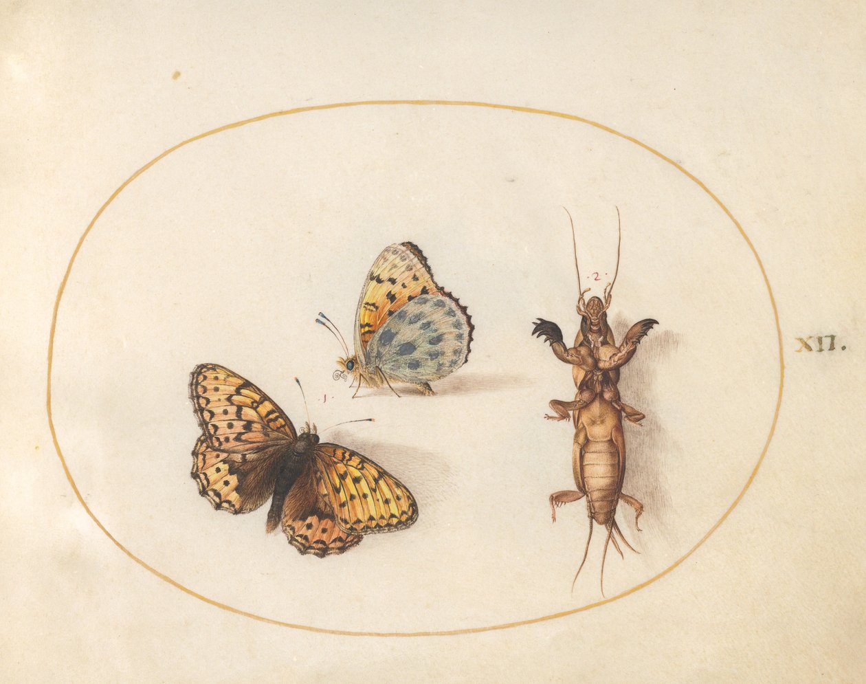 Plade 12: To udsigter af en sommerfugl (sølv-bordered fritillary?) og en mole cricket af Joris Hoefnagel