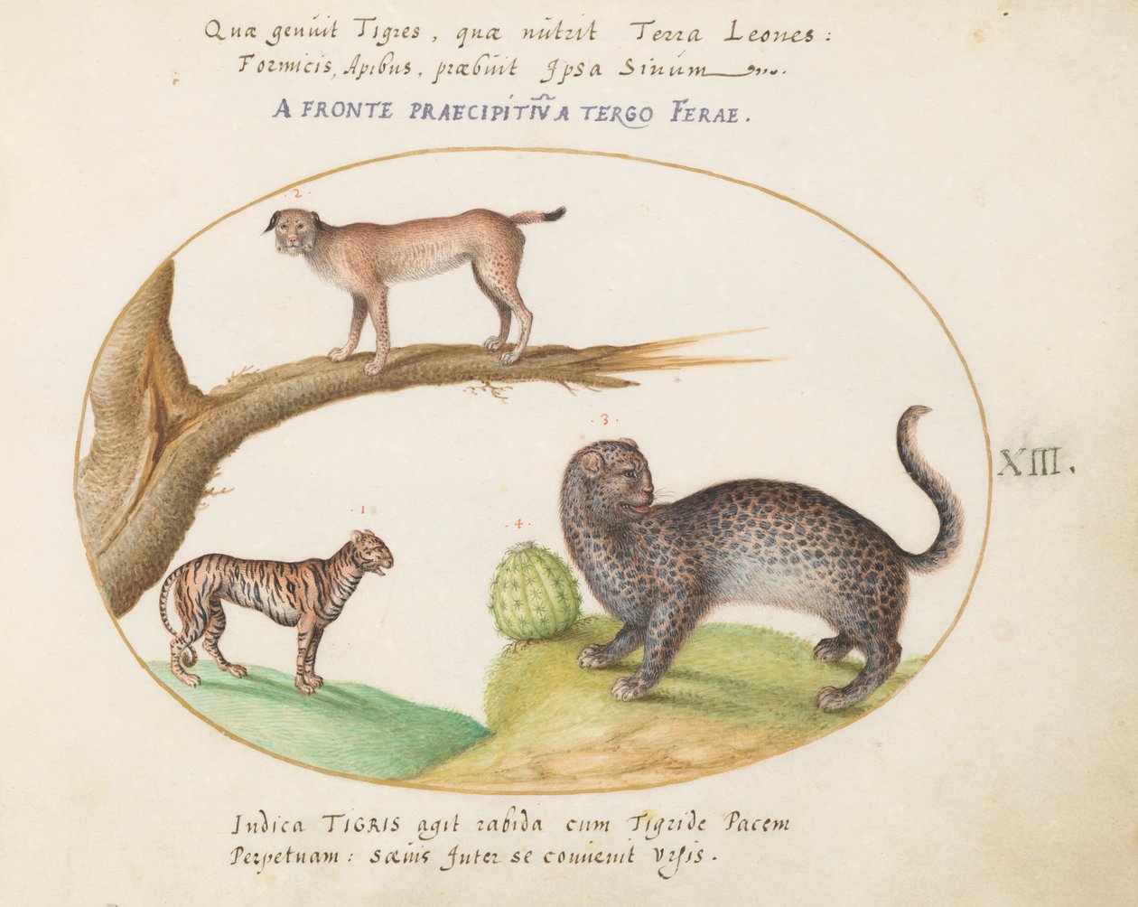 Plade 13: En Tiger, en Lynx og en Jaguar(?) af Joris Hoefnagel