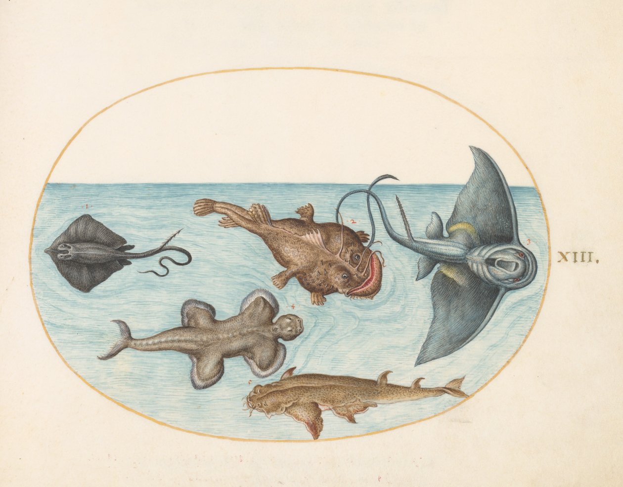 Plade 13: To rokker, en havtaske, en havtaske(?) og en englehaj af Joris Hoefnagel