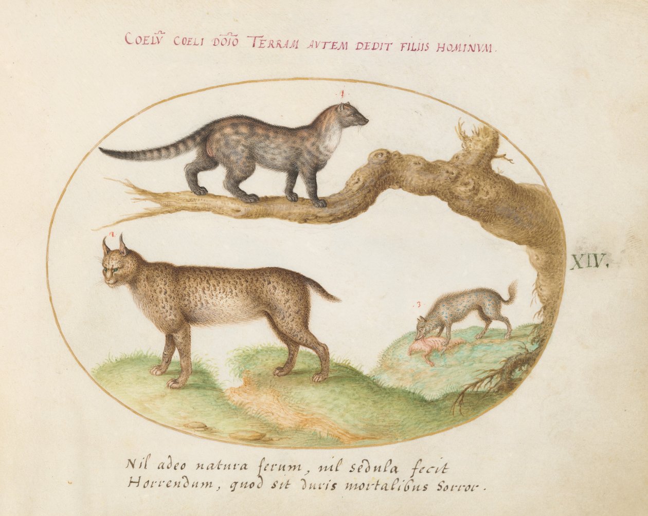 Plade 14: En Civet, en Lynx og en Hyæne af Joris Hoefnagel