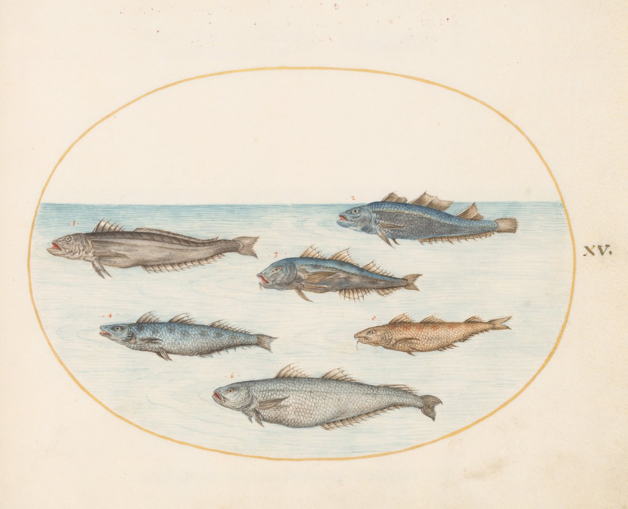 Tallerken 15: Seks "fisk" fisk (torsk?) af Joris Hoefnagel