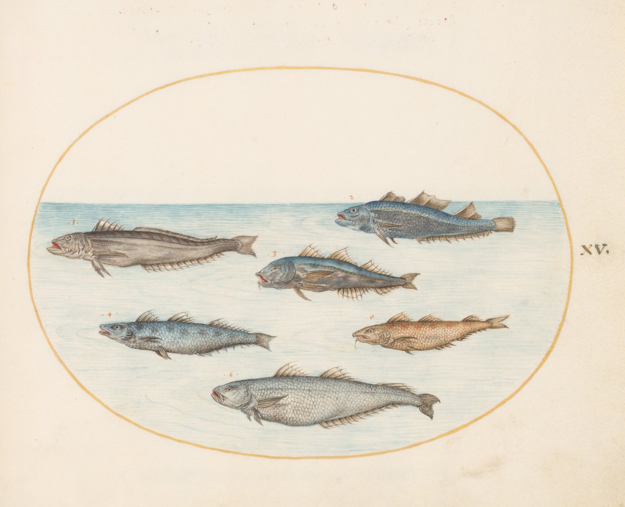 Tavle 15: Seks "Asellorum"-fisk (torsk?) af Joris Hoefnagel